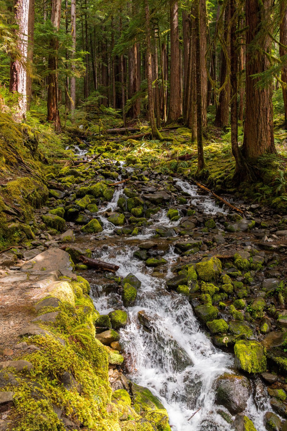 Forests and small cascading streams and the unspoiled nature of a rainforest along a lush and beautiful trail in the mountains of Olympic National Park