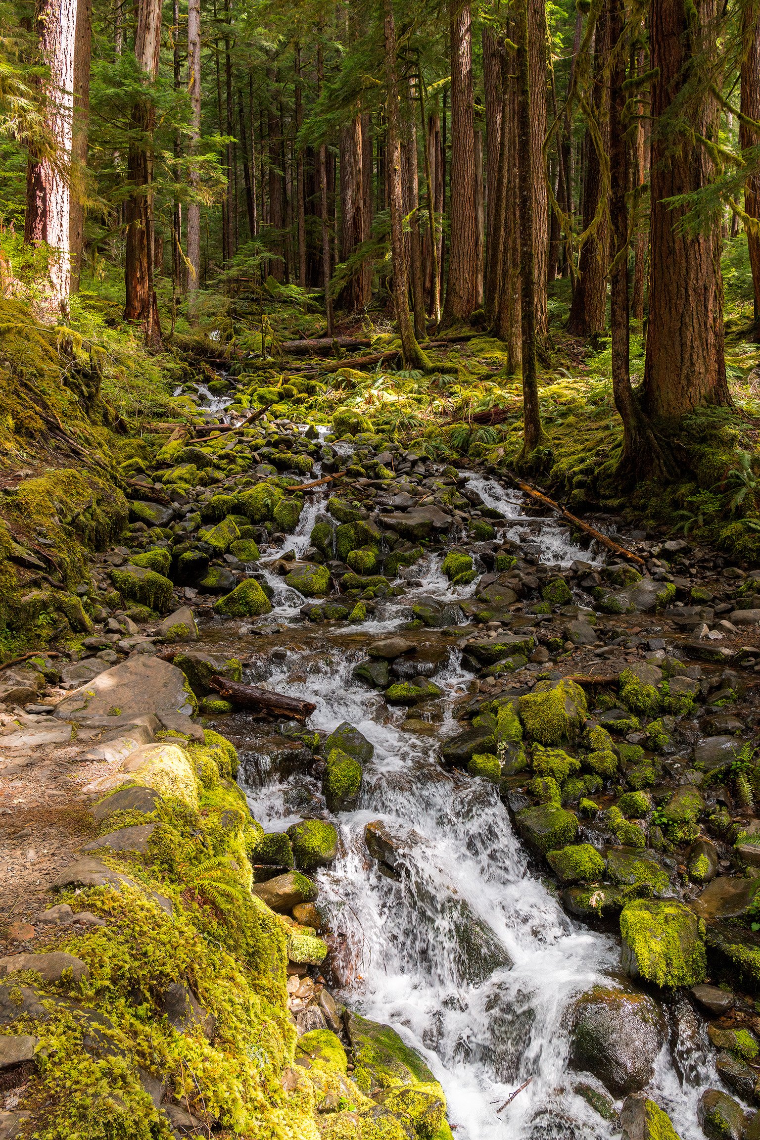 Forests and small cascading streams and the unspoiled nature of a rainforest along a lush and beautiful trail in the mountains of Olympic National Park
