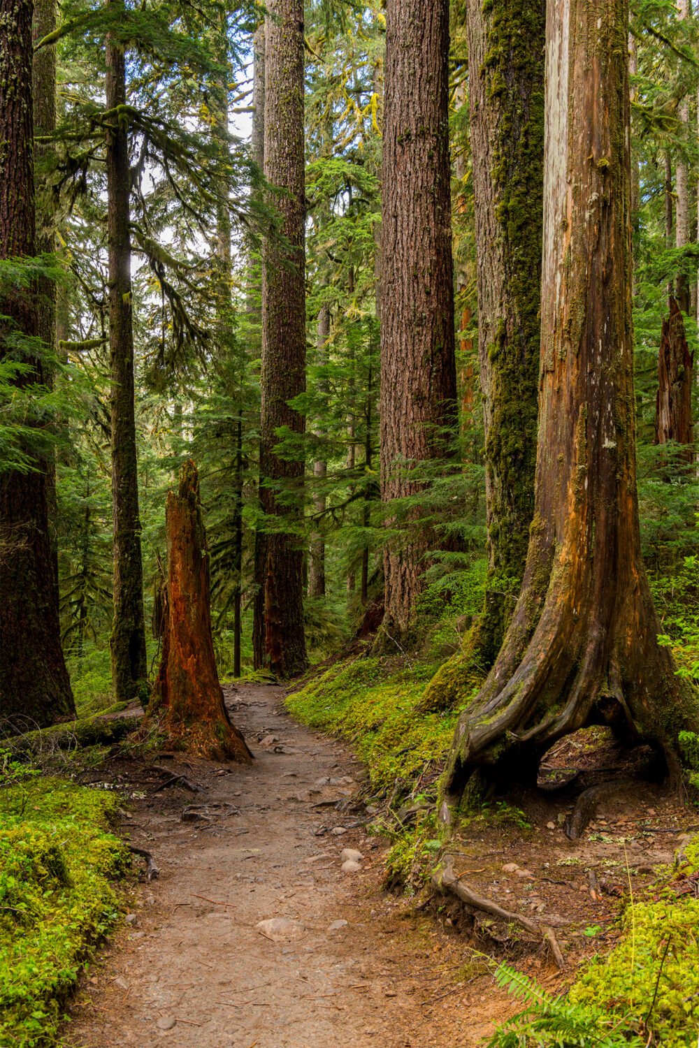 A lush and beautiful trail leads you through the unspoiled nature of a rainforest to Sol Duc Falls in Olympic National Park