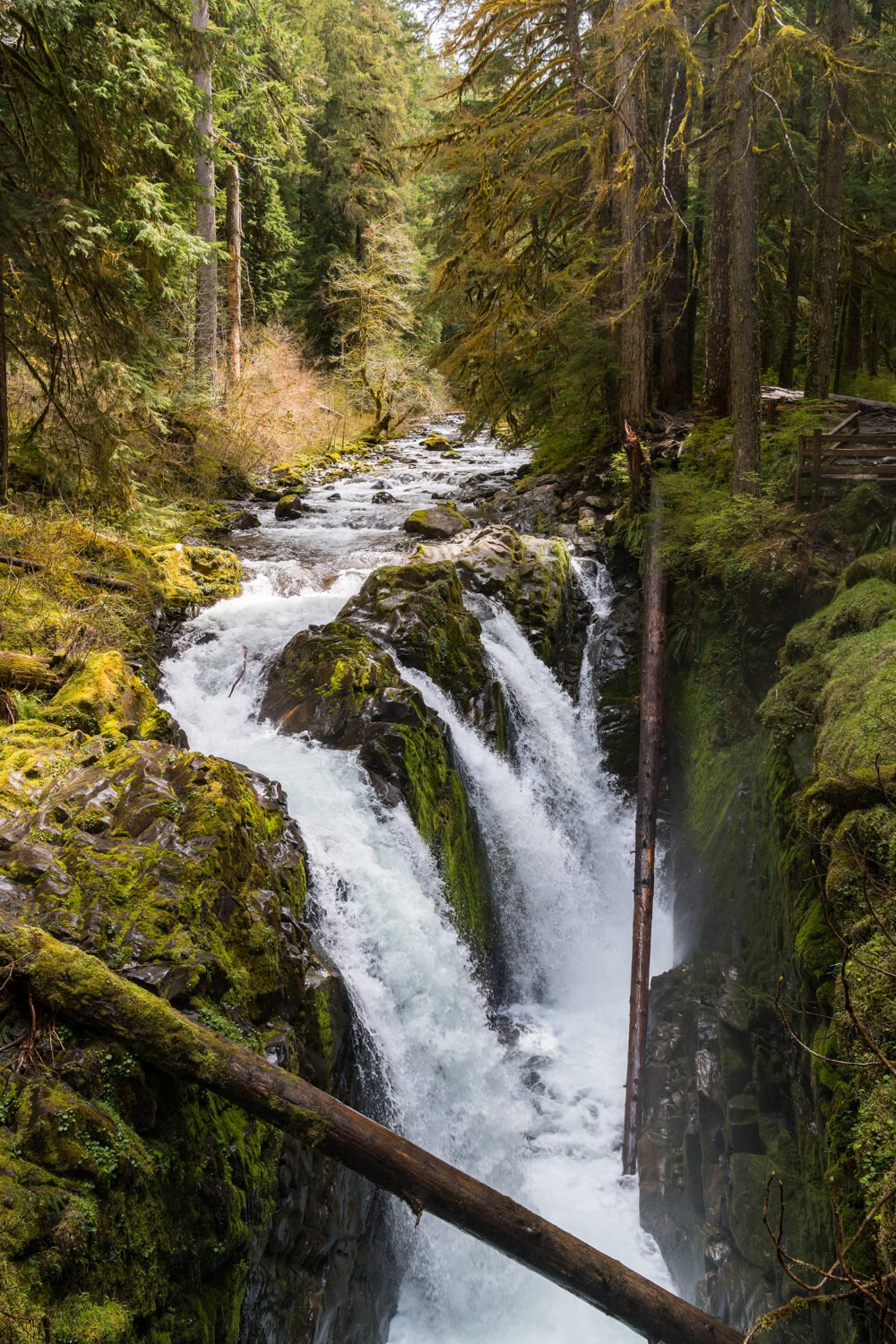 Sol Duc Falls in Olympic National Park at the end of a lush and beautiful trail through the unspoiled nature of a rainforest