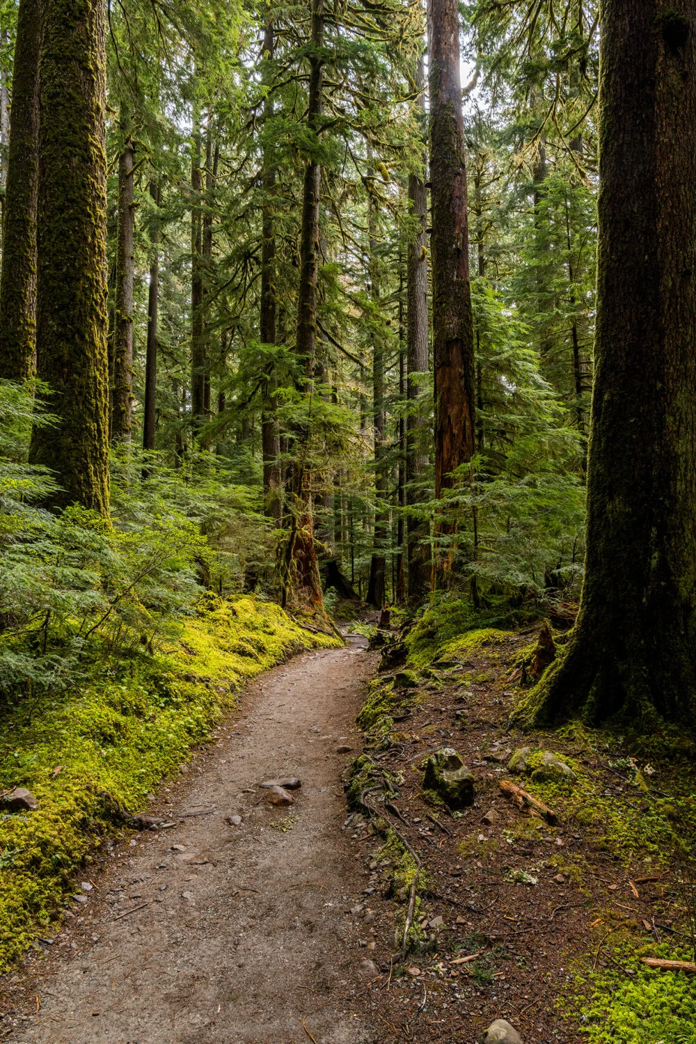 A trail through the nature and wonderous beauty of a rainforest to lead you to Sol Duc Falls in Olympic National Park.