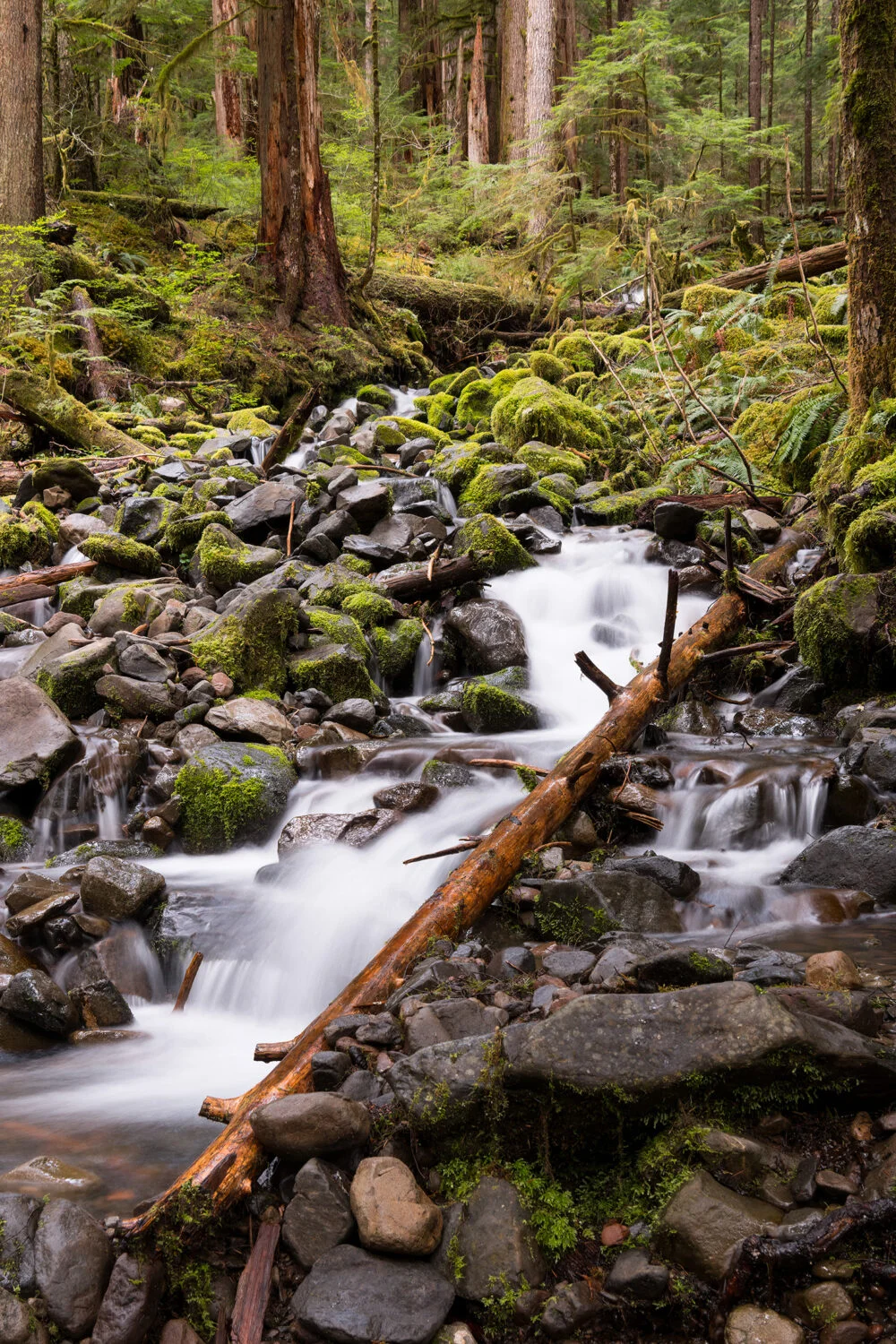 Small waterfalls greet you on a lush and beautiful trail through mountains and the unspoiled nature of a rainforest in Olympic National Park