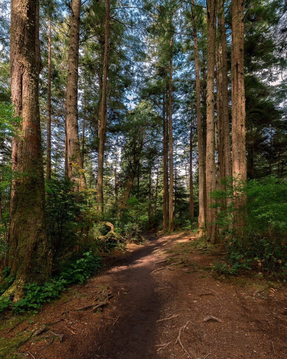 Coastal Forest in Washington State at Cape Flattery