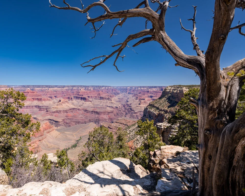 Desert and Canyons, an old tree frames a view of the colorful Grand Canyon in Arizona
